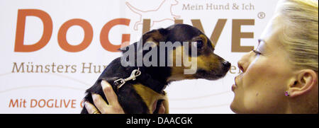 Jack-Russell-Chihuahua mix Floppy looks at his mistress during the 'Doglife' dog fair in Muenster, Germany, 20 January 2011. Dancing with dogs has become a trend in Germany. The so-called dog dancing is, according to news coverage by the organiser of the fair, Doglive, about the become a serious trend. Doglife takes place from 22 to 23 January 2011. Photo: Friso Gentsch Stock Photo