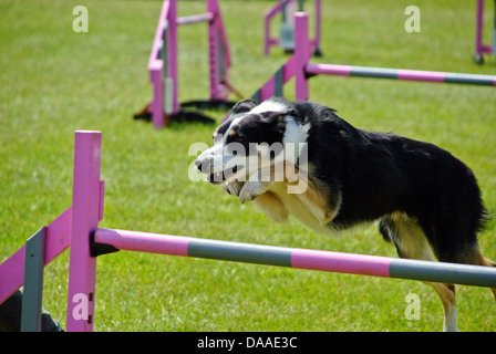 Border collie jumping over Hurdle at Agility Dog show Stock Photo