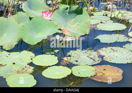 lotus flower , Nelumbo nucifera, and lillies on yellow river billabong river in kakadu national park,australia Stock Photo