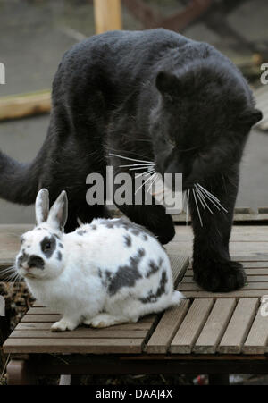 A baby panther plays with a bunny at the Serengeti Park in Hodenhagen, Germany, 03.02.2011. Photo: HOLGER HOLLEMANN