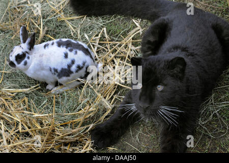 A baby panther plays with a bunny at the Serengeti Park in Hodenhagen, Germany, 03.02.2011. Photo: HOLGER HOLLEMANN