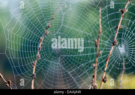 Europe, Spider, Argiope lobata, France, dew, web, insect, animal Stock Photo
