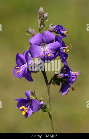 Jacob's Ladder Polemonium caeruleum Growing In The Wild At Lathkill Dale, Derbyshire, UK Stock Photo