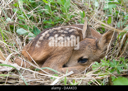 Europe, Roe Deer, Fawn, Capreolus capreolus, young, grass, animal, Stock Photo