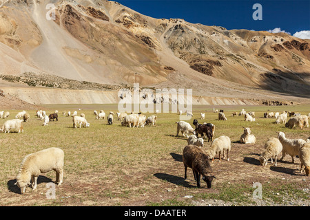 Herd of Pashmina sheep and goats grazing in Himalayas. Himachal Pradesh, India Stock Photo