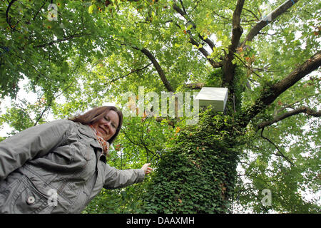 Cathrin Meinardus from the Institute for Geography Erlangen stands at the botanical gardens with a dendrometer, a growth measuring device, at the 'Talking Tree' in Erlangen, Germany, 21 September 2011. Scientists have equipped the 150 year old oak with diverse measuring devices, whose results are published daily on Twitter, Facebook and their own website. The tree, who speaks to pe Stock Photo