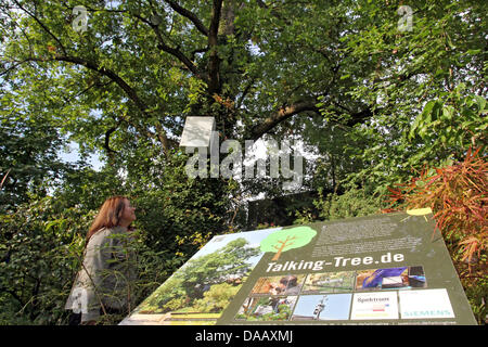 Cathrin Meinardus from the Institute for Geography Erlangen stands at the 'Talking Tree' in Erlangen, Germany, 21 September 2011. Scientists have equipped the 150 year old oak with diverse measuring devices, whose results are published daily on Twitter, Facebook and their own website. The tree, who speaks to people, who complains about the weather and comments on his photosynthesis Stock Photo