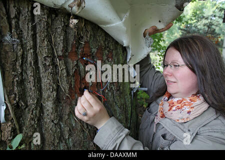 Cathrin Meinardus from the Institute of Geography Erlangen stands at a sap flow measuring device on the 'Talking Tree' in Erlangen, Germany, 21 September 2011. Scientists have equipped the 150 year old oak with diverse measuring devices, whose results are published daily on Twitter, Facebook and their own website. The tree, who speaks to people, who complains about the weather and  Stock Photo