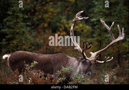 Barren Ground Caribou, Rangifer tarandus, Caribou, reindeer, animal, Denali, National Park, Preserve, Alaska, USA, antlers, wild
