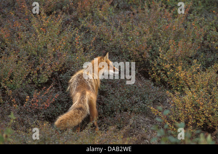 Red Fox, Vulpes Vulpes, North America, dog, wolf, fall, autumn, hunter, colorful, orange, animal