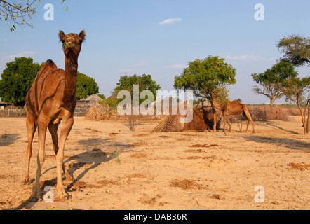 Bishnoi, village, hut, land, country, rural, poor, camel, sundown, sunset, straw hut, India, Asia, Rajasthan, Stock Photo