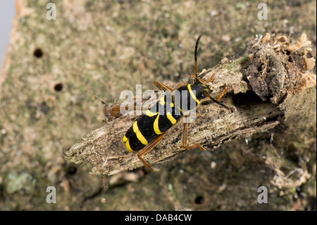 A wasp beetle, Clytus arietis, on rotten wood Stock Photo