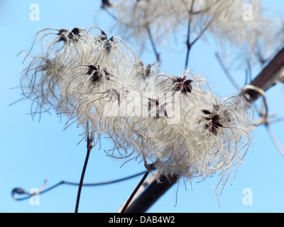 clematis vitalba pods soft fluffy seeds liane Stock Photo