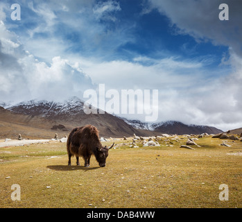 Yak grazing in Himalayas mountains. Ladakh, India Stock Photo