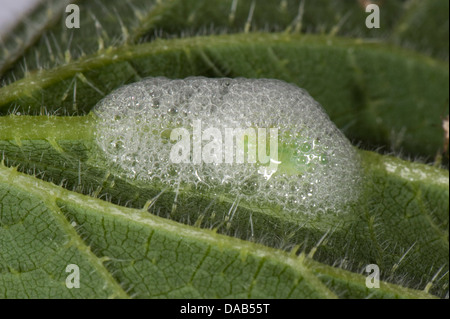 Cuckoo spit on a stinging nettle leaf with a green froghopper nymph, Philaenus spumarius Stock Photo