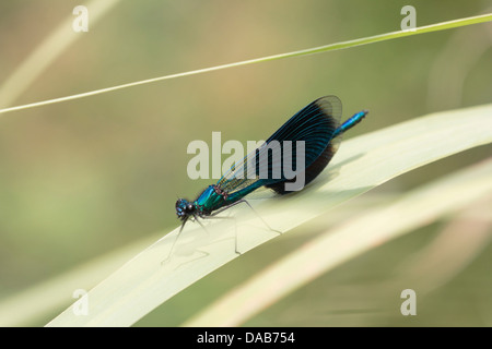 Dragonfly sits on reed above a stream in France Stock Photo