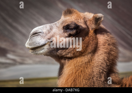 Bactrian camel portrait close up in Himalayas. Hunder village, Nubra Valley, Ladakh, Jammu and Kashmir, India Stock Photo