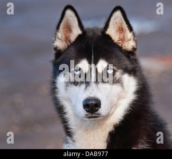 Siberian Husky Dog Stock Photo