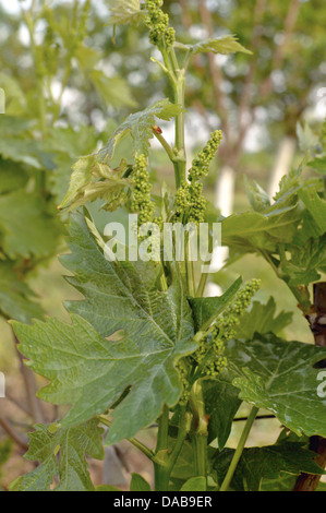 Sprout with young grape clusters in nature Stock Photo