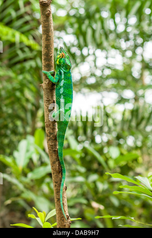Panther chameleon (furcifer pardalis) of Nosy Komba (Nosy Be), Madagascar Stock Photo