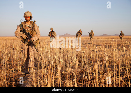 A US Marine conducts a foot patrol with Georgian soldiers assigned to the 33rd Light Infantry Battalion during Operation Northern Lion II July 3, 2013 in Helmand province, Afghanistan. Stock Photo