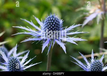 Sea Holly (Eryngium Sapphire Blue) flowers Stock Photo