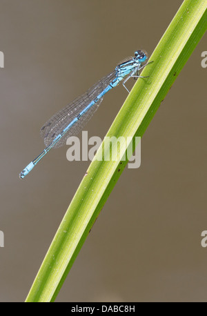 Azure Damselfly - male Coenagrion puella Essex,UK IN002152 Stock Photo ...