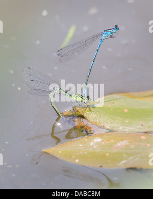 Azure Damselfly Coenagrion puella pair ovipositing on Potamogeton pond weed Northamptonshire UK Stock Photo