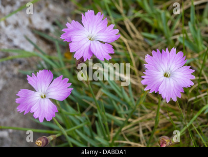 Cheddar Pink Dianthus gratianopolitanus a rare flower in the UK found only in the Cheddar Gorge in North Somerset Stock Photo