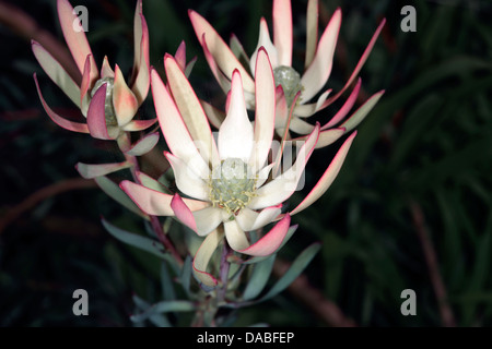 Close-up of Conebush flower buds- Leucadendron- Family Proteaceae Stock Photo