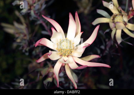 Close-up of Conebush flower buds- Leucadendron- Family Proteaceae Stock Photo