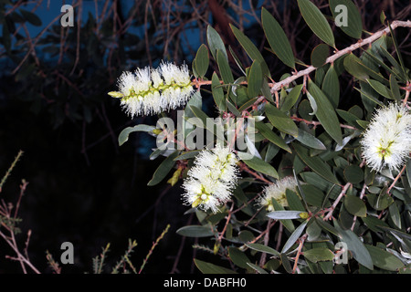 Broad-leaved Paperbark flowers- Melaleuca quinquenervia- Family Myrtaceae Stock Photo