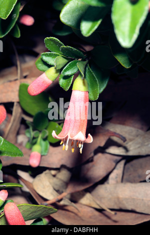 Close-up of Autumn Blaze- Correa pulchella- Family Rutaceae Stock Photo