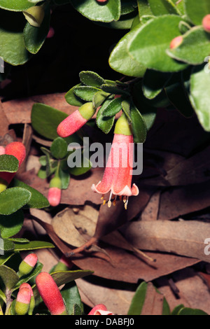 Close-up of Autumn Blaze- Correa pulchella- Family Rutaceae Stock Photo