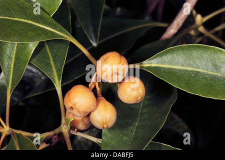 Ripening fruit of Sweet Pittosporum/Victorian Box- Pittosporum undulatum- Family Pittosporaceae Stock Photo