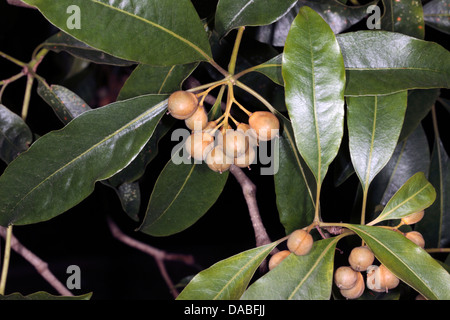 Ripening fruit of Sweet Pittosporum/Victorian Box- Pittosporum undulatum- Family Pittosporaceae Stock Photo