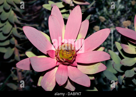 Spicy Conebush male flower - Leucadendron tinctum-Family Proteaceae Stock Photo