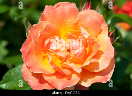 Macro shot of a two tone rose - orange and yellow Stock Photo