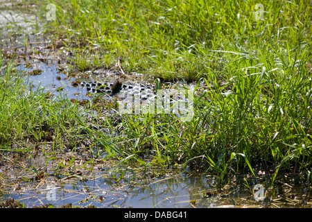 saltwater crocodile partially submerged in yellow river billabong,kakadu national park,northern territory,australia Stock Photo