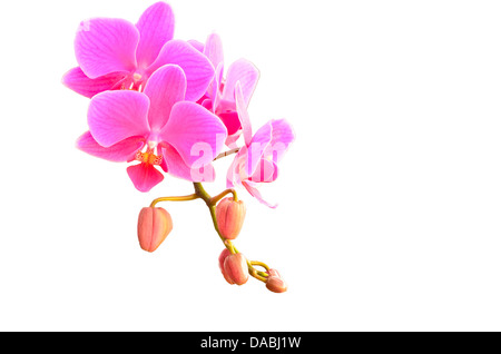 Phalaenopsis blooming on white background Stock Photo