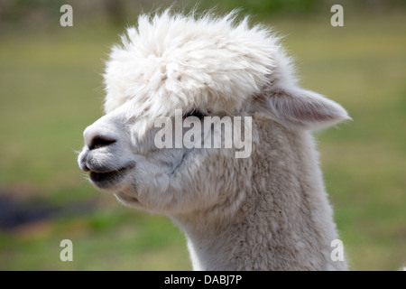 Alpaca; Vicugna pacos; Domestic; UK Stock Photo