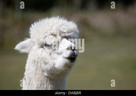 Alpaca; Vicugna pacos; Domestic; UK Stock Photo