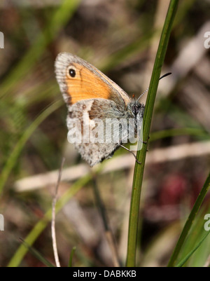 Detailed macro close-ups of the inconspicuous small heath butterfly (Coenonympha pamphilus) Stock Photo