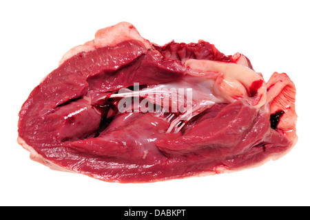 Sheep's heart - cut open showing ventricles, valves and Stock Photo