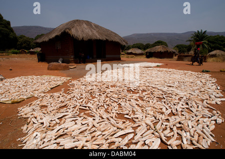 Cassava drying in the sun, Talpia, Zambia, Africa Stock Photo