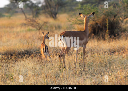 Baby impala with his mother (Aepyceros melampus) Stock Photo