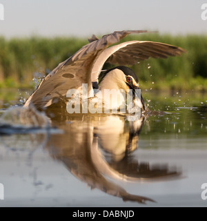 Close-up of a wild adult black-crowned night heron (Nycticorax nycticorax) catching a fish Stock Photo