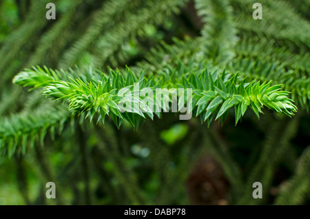 Closeup of the spiky branches of the monkey puzzle tree. Araucaria araucana Stock Photo