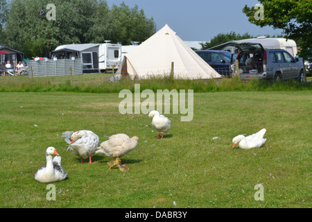 Geese on Manor farm campsite, Eastbourne, Sussex, England. Stock Photo