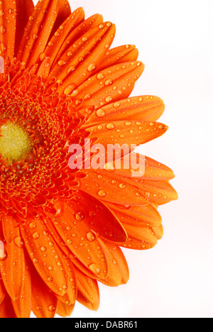Gerbera daisy Stock Photo